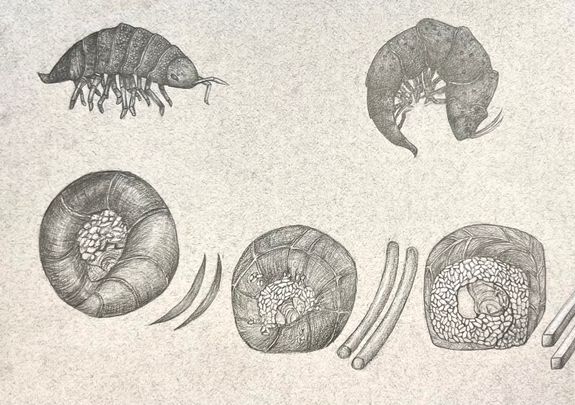 Metamorphose